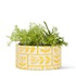 yellowflowerpot